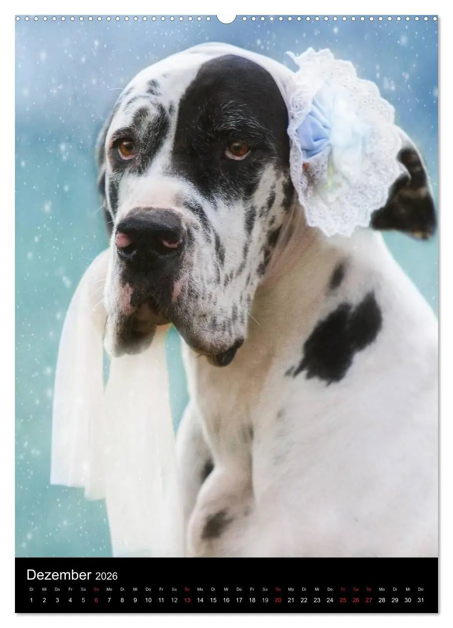 Bild: 9783516428162 | Faszination Deutsche Dogge (Wandkalender 2026 DIN A2 hoch),...